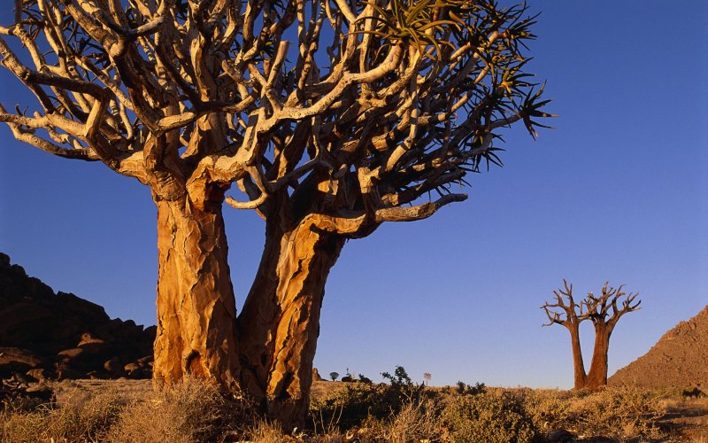 Железное дерево в Африке