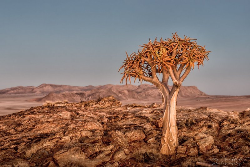 Пустыня Намиб Колчанное дерево