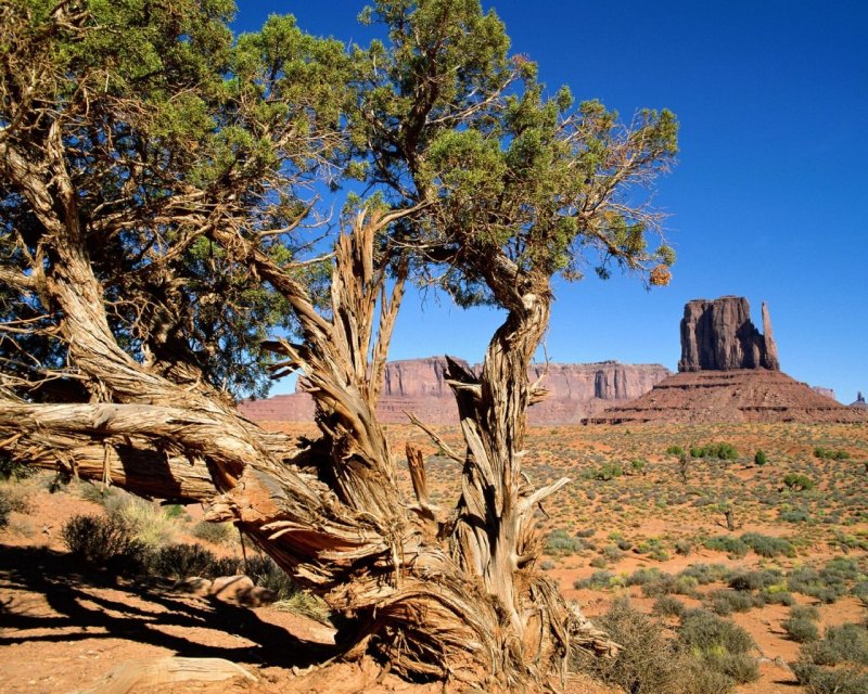 Пустынное дерево
