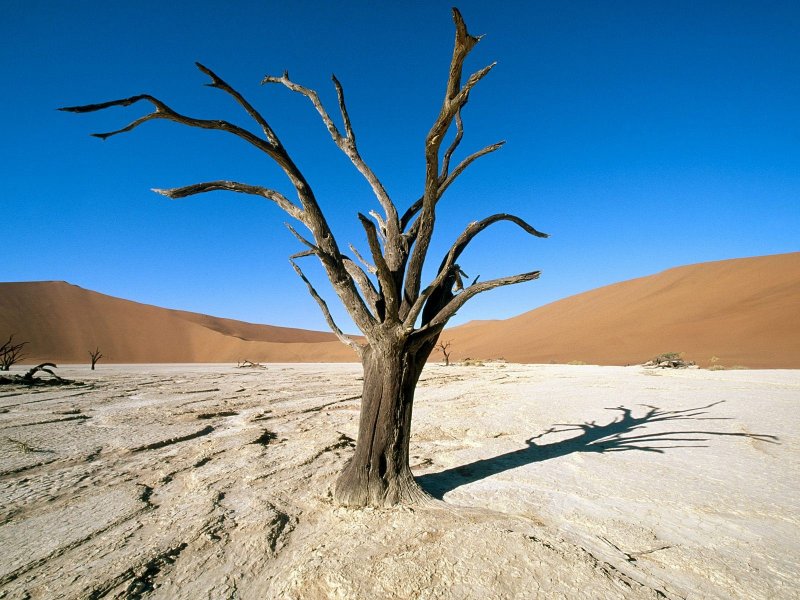Засохшие деревья в пустыне Намиб