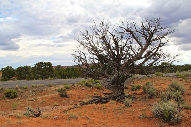 Сухое дерево в пустыне и живое дерево