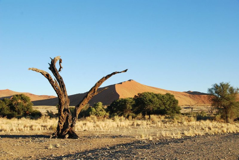 Пустыня Намибия деревья