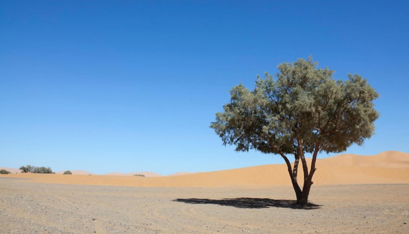 Тамариск дерево в пустыне