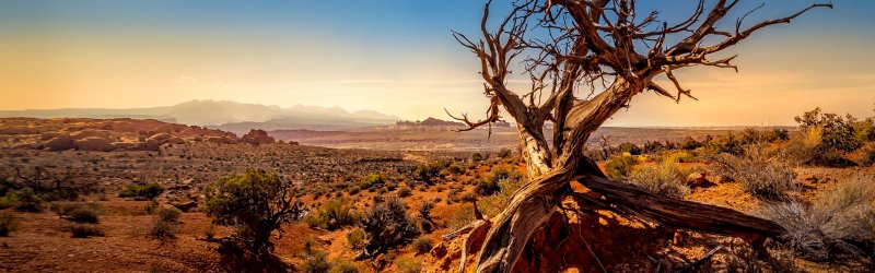 Железное дерево в пустыне