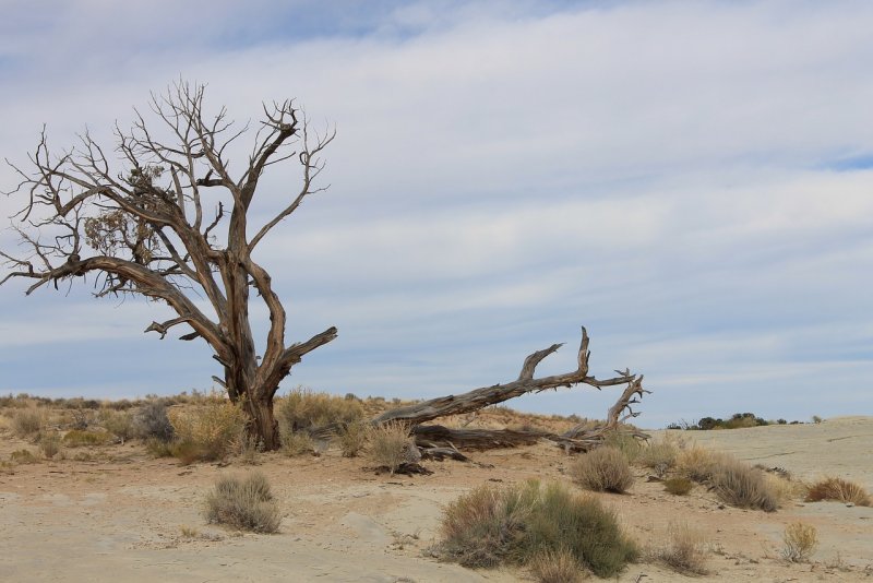 Сухое пустынное дерево