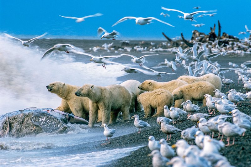 Арктическая фауна