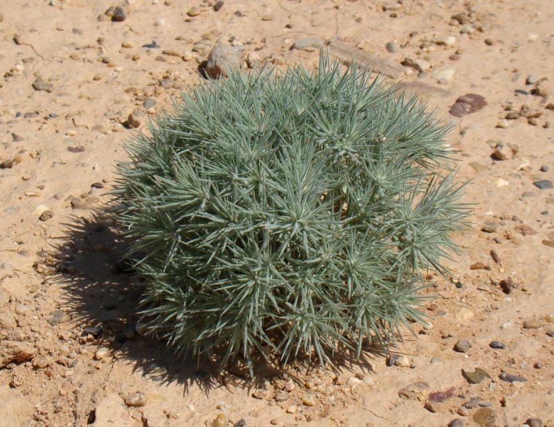 Рогач песчаный (Ceratocarpus arenarius)