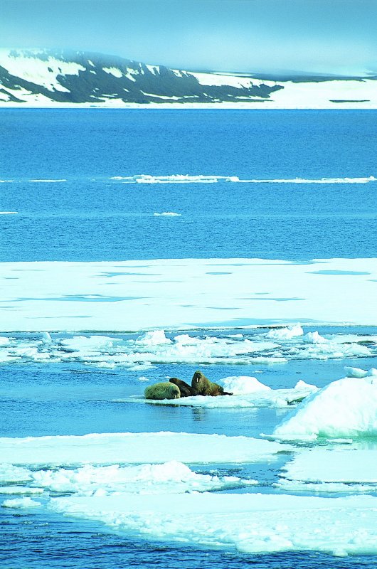 Арктические и антарктические пустыни