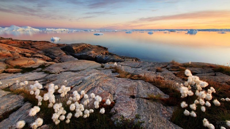 Гренландский национальный парк Флора