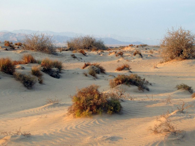 Верблюжья колючка растения пустынь