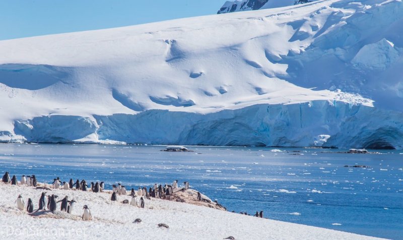 Антарктида остров Южная Георгия Антарктида