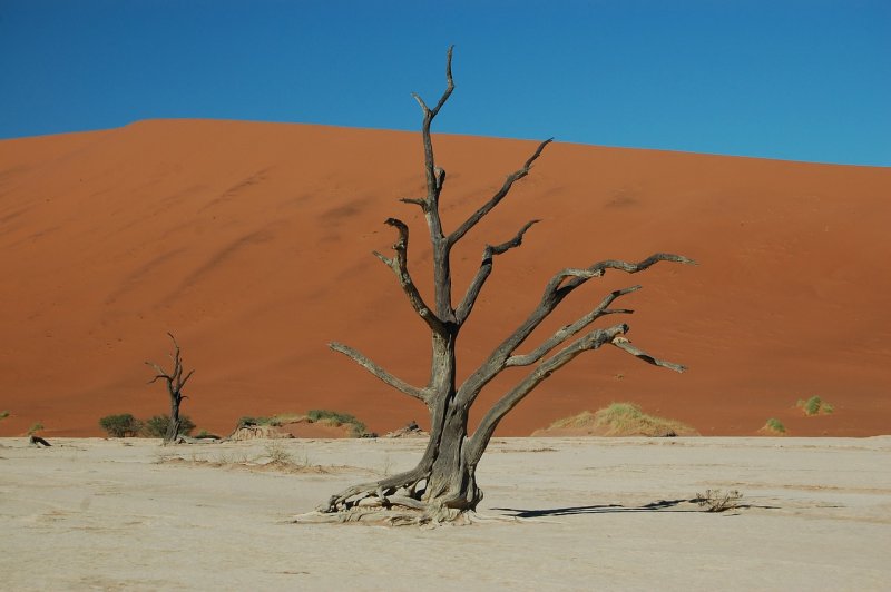 Namib Desert растения