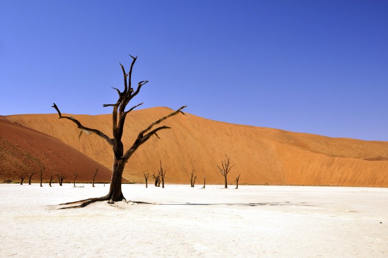 Эндемик пустыни Намиб