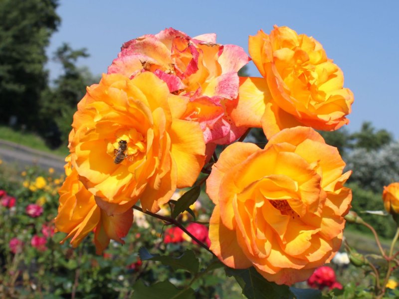 Роза шраб Sahara