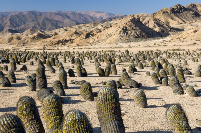 Кактусы в пустыне Атакама
