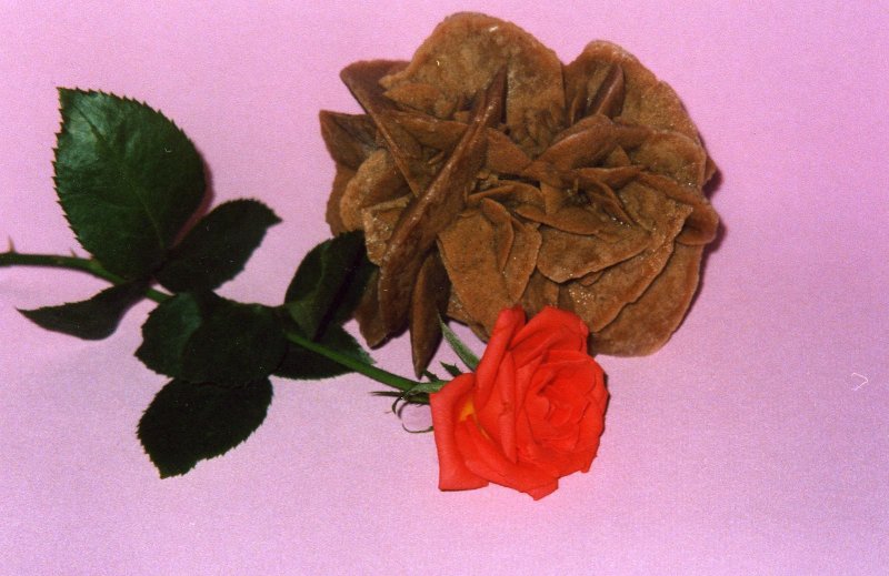 Пустынная роза селагинелла