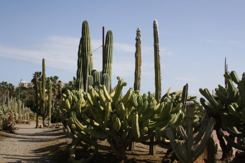 Мексика кактусы