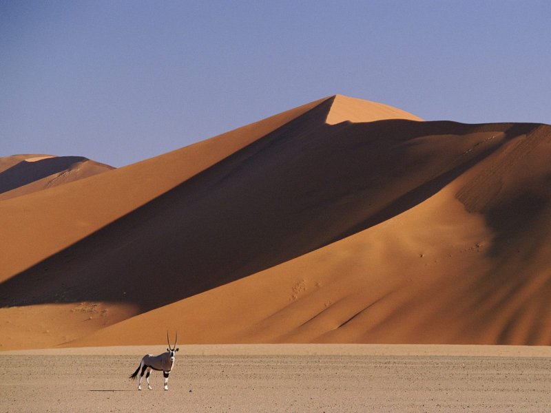 Барханы и дюны в пустыне