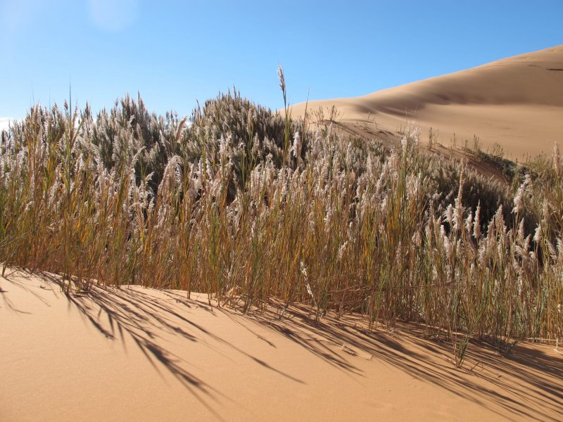 Растительность пустыни и полупустыни в России