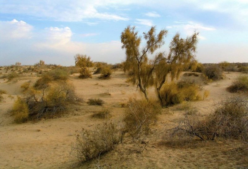 Зона пустынь и полупустынь