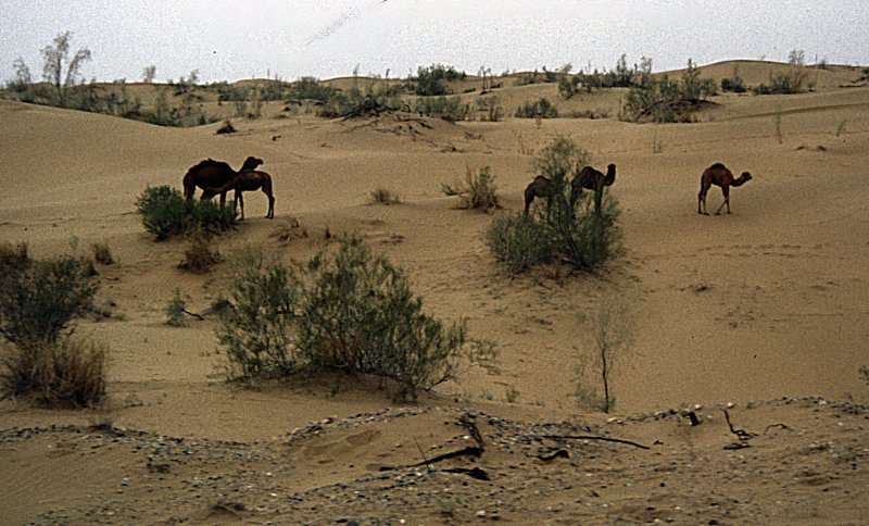 Животные пустыни Кызылкум