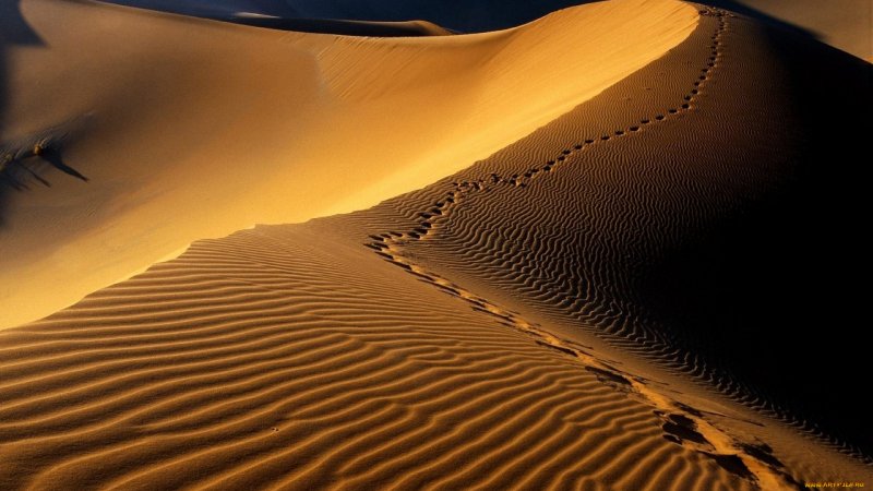 Desert Hz Muhammed