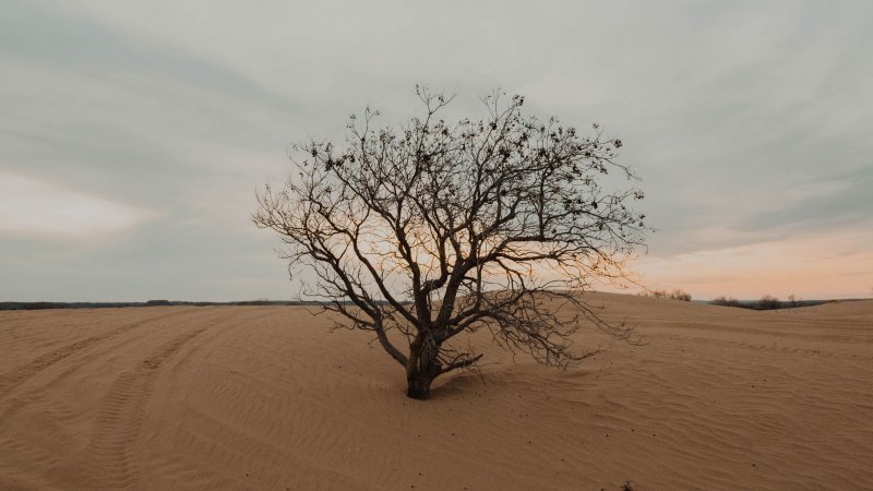 Дерево Ильма пустыни Гоби