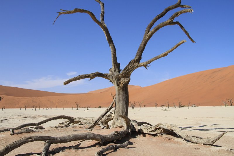Деревья в пустыне Намиб