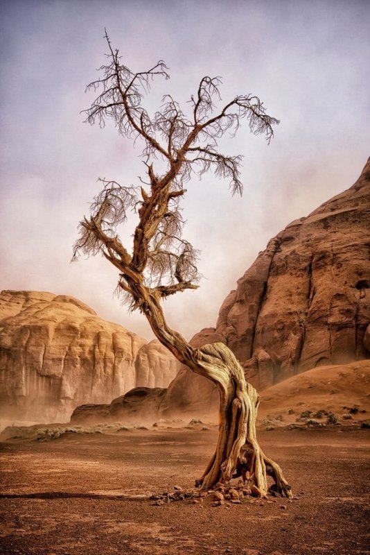 Старое сухое дерево