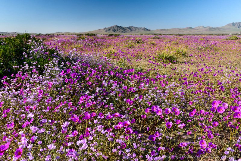 Цветущая Нолана в пустыне