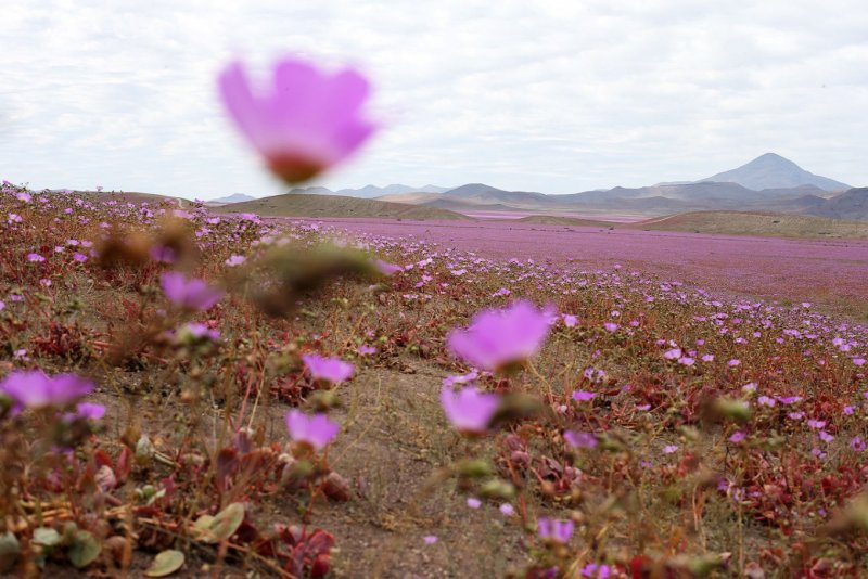 Цветущая пустыня. Пустыня Атакама, Чили