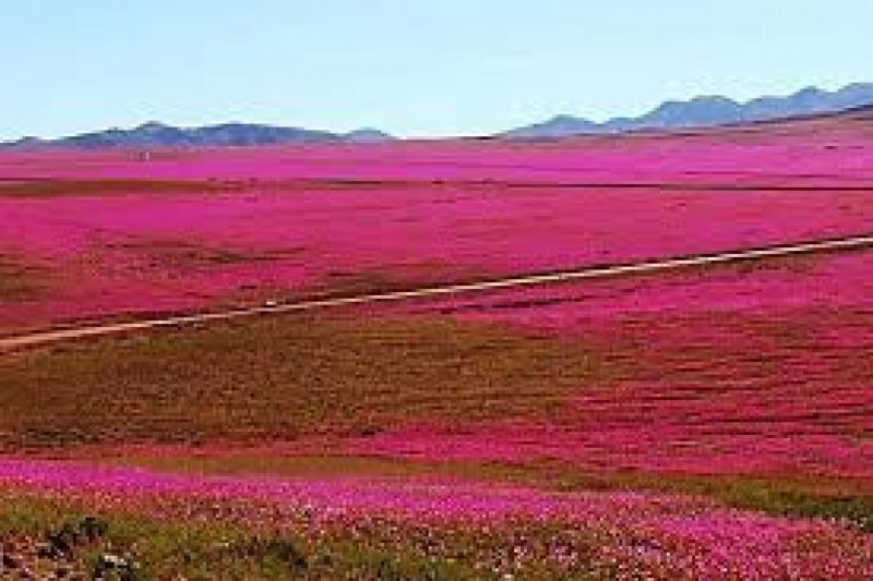 Цветение пустыни Атакама
