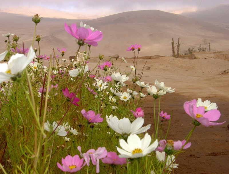 Ковёр из цветов в пустыне Атакама в Чили.