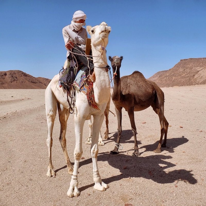 Бедуины в пустыне Египта
