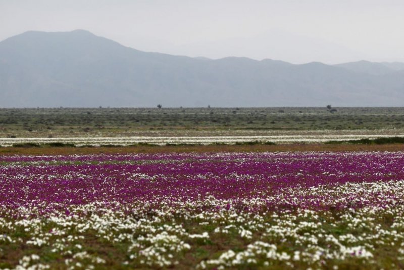 Цветы пустыни Атакама