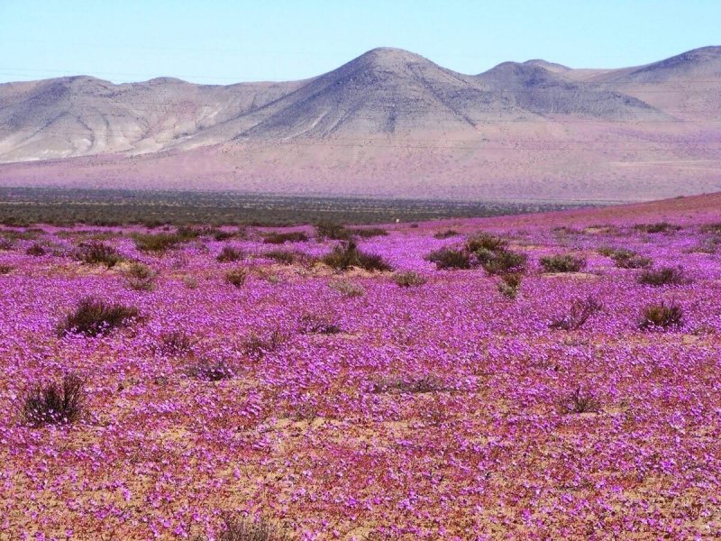 Цветущая пустыня Атакама