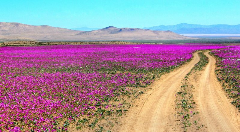 Пустыня Атакама, Чили цветы