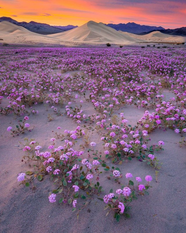 Пустыня Анза Боррего Калифорния