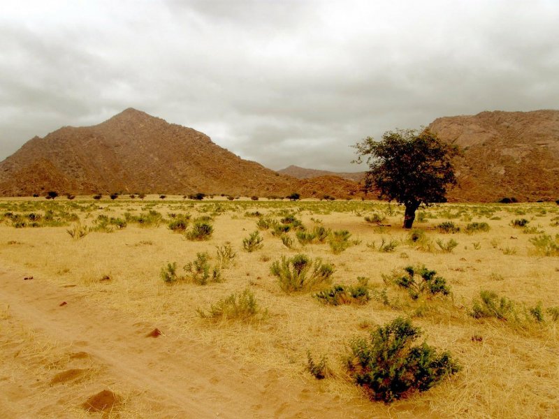 Пустыня сухая земля