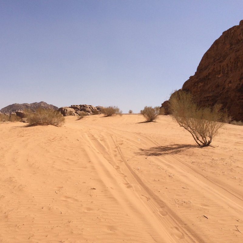 Кусты в пустыне
