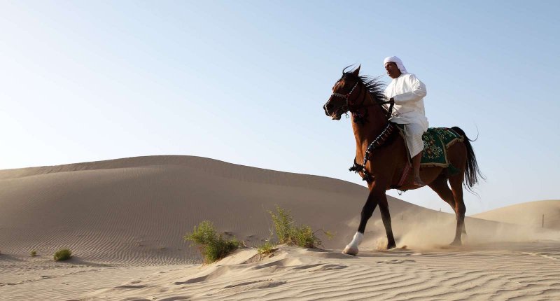 Бедуин скакун