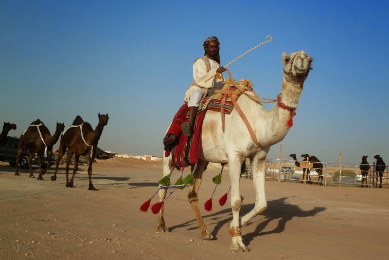 Sahara Camels группа