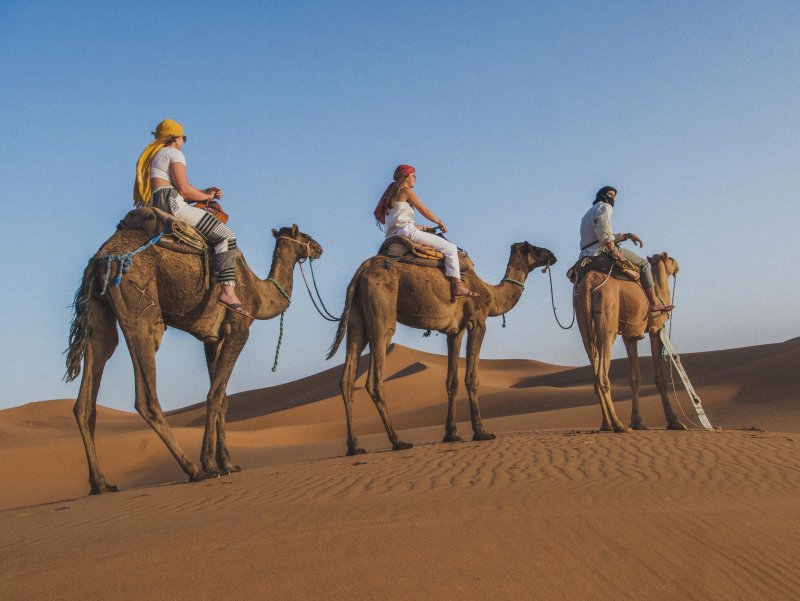 Арабский скакун в пустыне