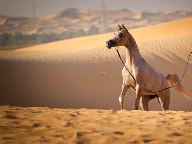 Лошадь в пустыне