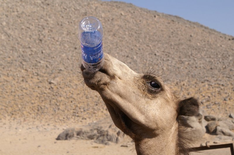 Верблюд без воды