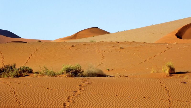Пустыни: сахара, Ливийская, Намиб, Калахари.