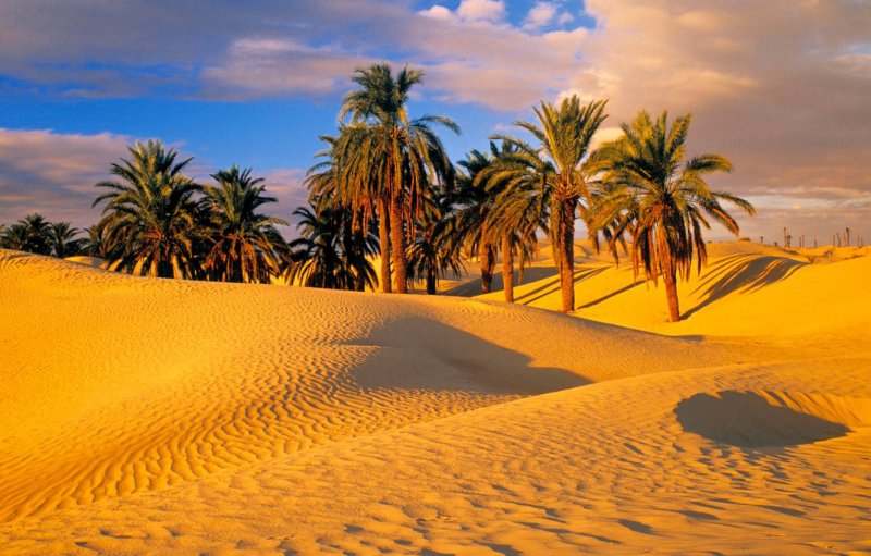 Сахара Оазис
