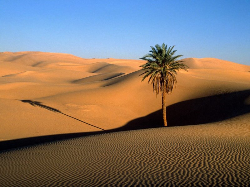 Саудовская Аравия пустыня Оазис