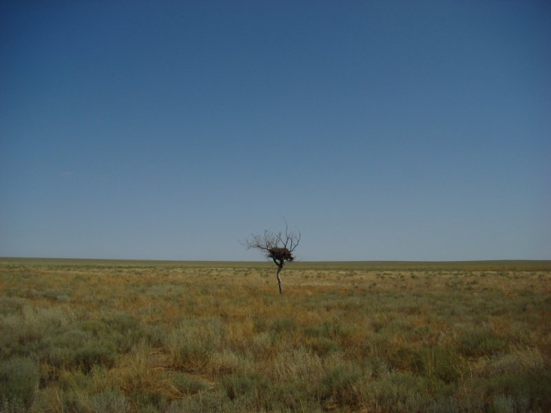 Одинокое дерево в пустыне Калмыкия