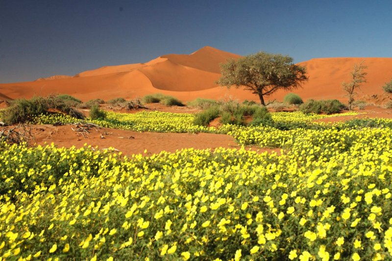 Цветущий Кактус в пустыне